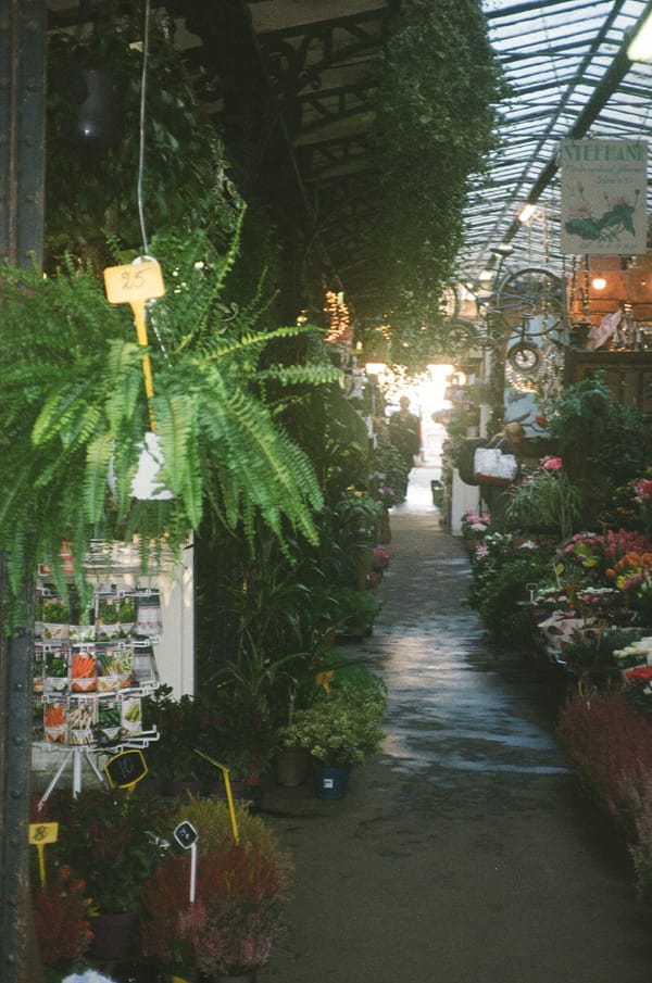 Covered flower market aisle lined with hanging ferns, potted plants and blooms under a glass roof in Paris, France