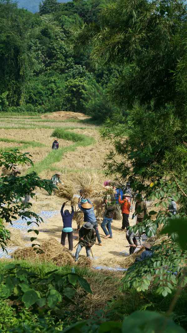 Group of farmers threshing bundles of harvested rice on tarps in a terraced field framed by green foliage in Laos