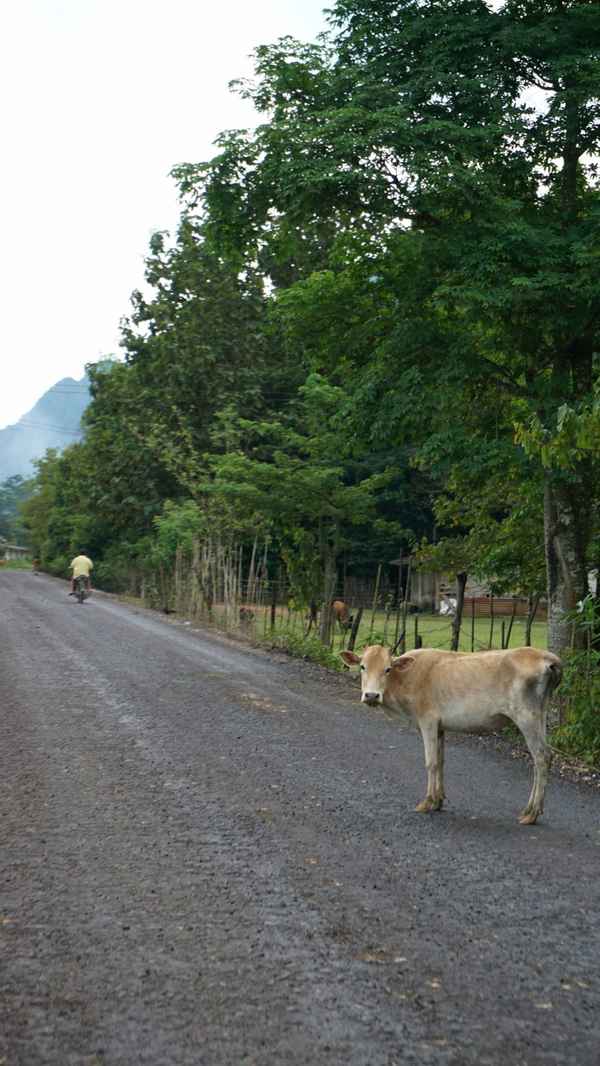 Young cow standing on a gravel road lined with tall trees and a fence while a motorbike rides off in Laos