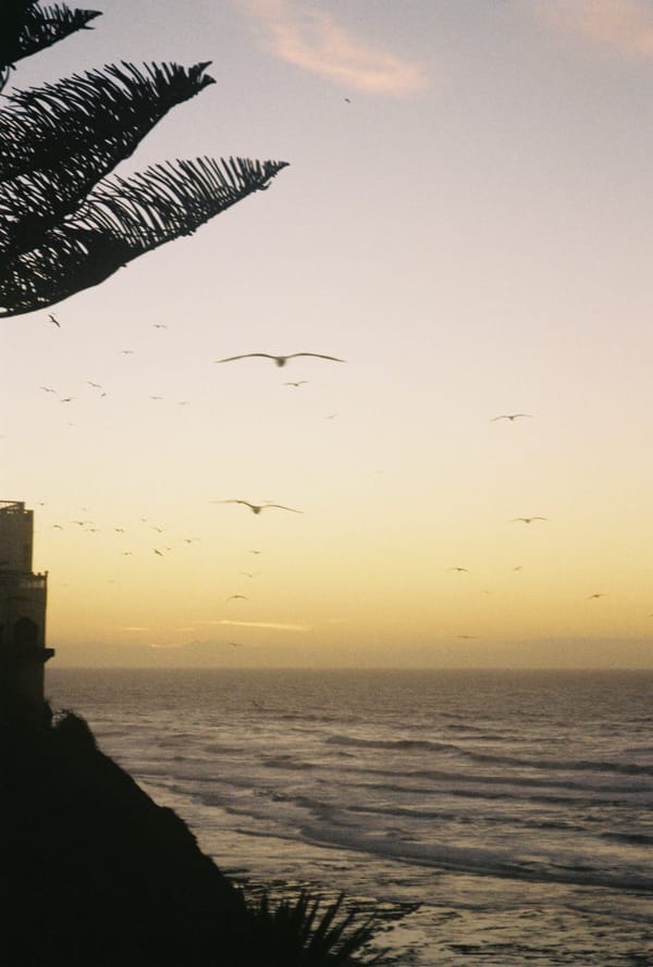 Seagulls glide over the ocean at dusk, framed by palm fronds and a dark clifftop building in soft light, Morocco