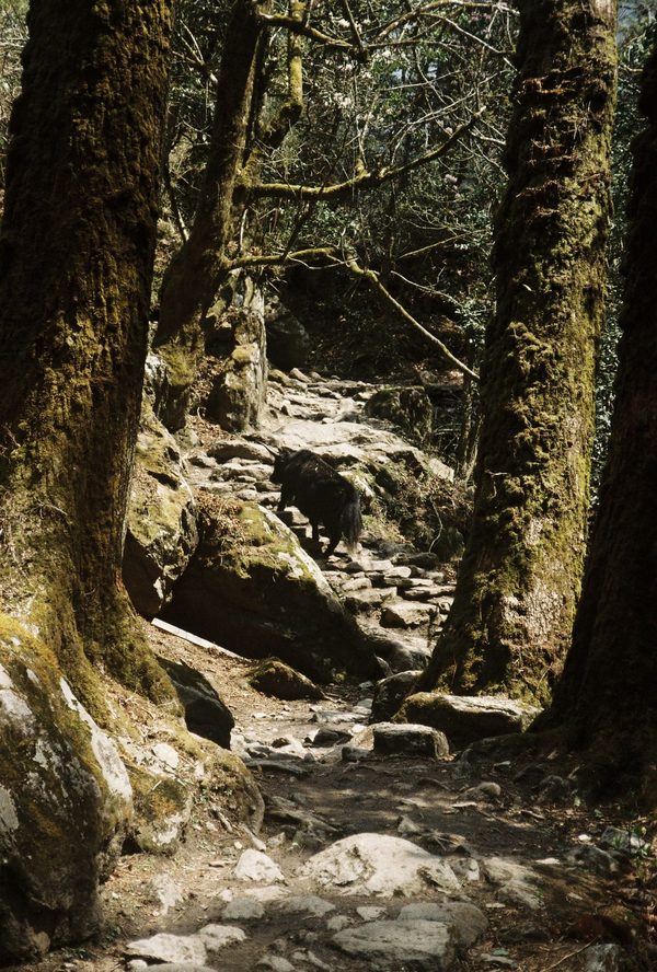 Dark animal walking up a rocky trail between mossy tree trunks in a sunlit forest in Nepal