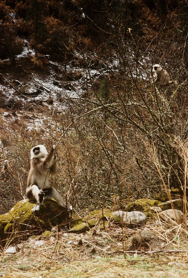 Two grey langur monkeys among bare bushes and mossy rocks on a snow-dusted hillside in Nepal