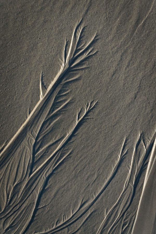 Close-up of branching, feather-like patterns carved by draining water into fine grey beach sand