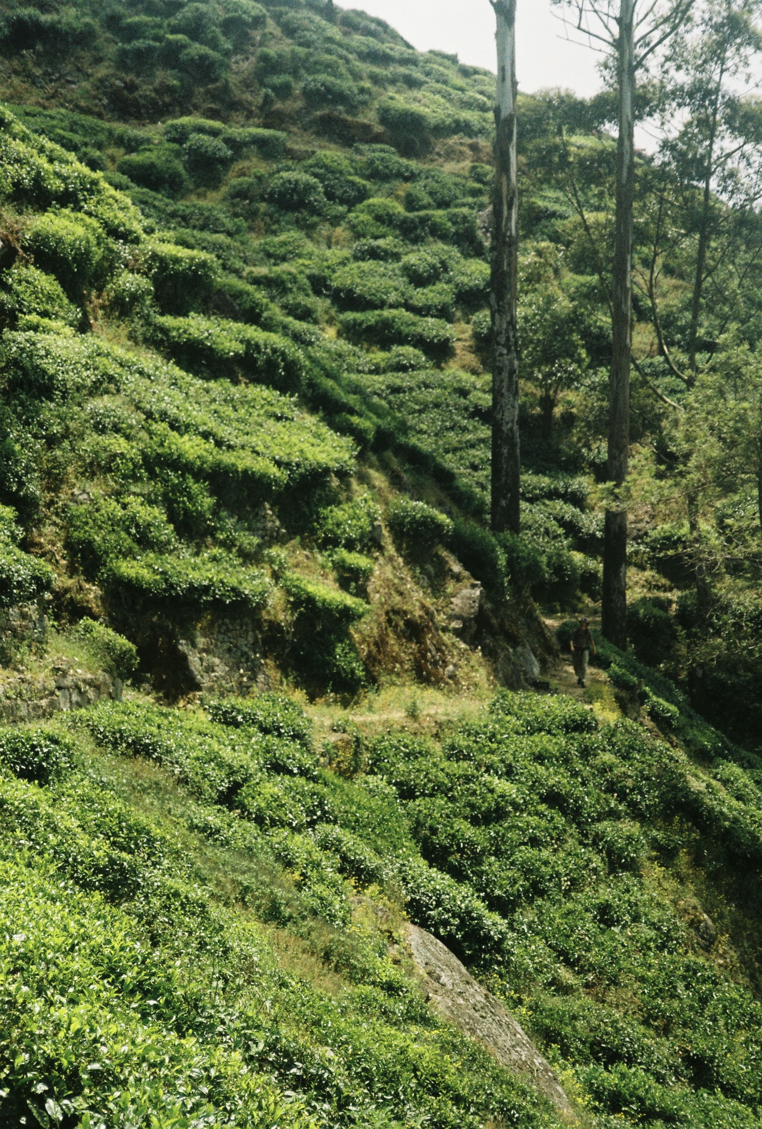 A lone hiker walks a narrow path through steep, terraced tea bushes beneath tall bare trees on a hillside in Sri Lanka