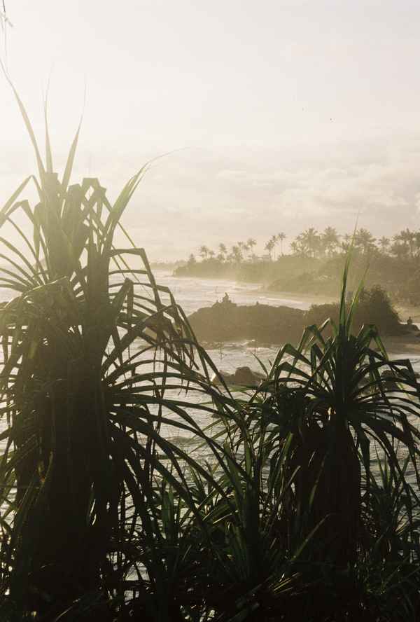 Silhouetted pandanus palms frame a hazy coastline with rocks, surf and palm trees in soft morning light, Sri Lanka