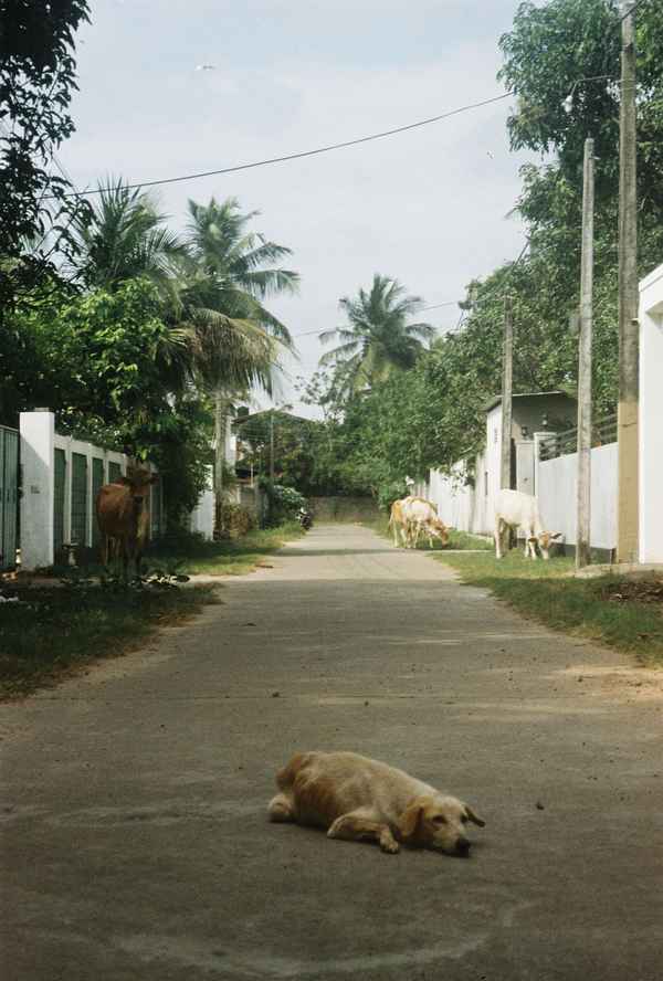 A dog sleeps in the middle of a quiet lane while cows graze along the white walls under palm trees in Sri Lanka