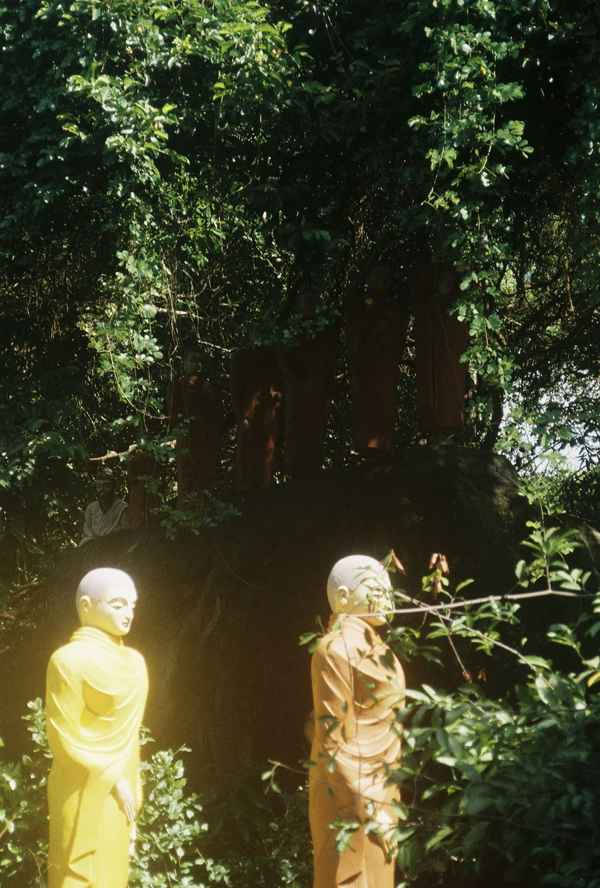 Statues of monks in yellow and orange robes stand in bright sunlight before dark, dense jungle foliage in Sri Lanka