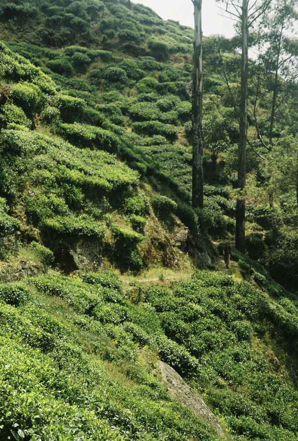 A lone hiker walks a narrow path through steep, terraced tea bushes beneath tall bare trees on a hillside in Sri Lanka