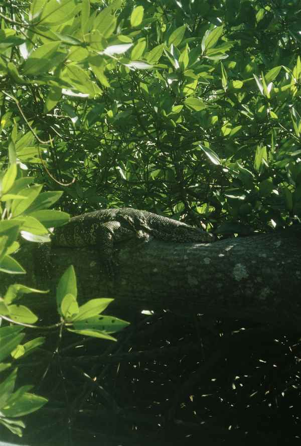A monitor lizard rests on a thick branch among sunlit green mangrove leaves in dappled shade, Sri Lanka