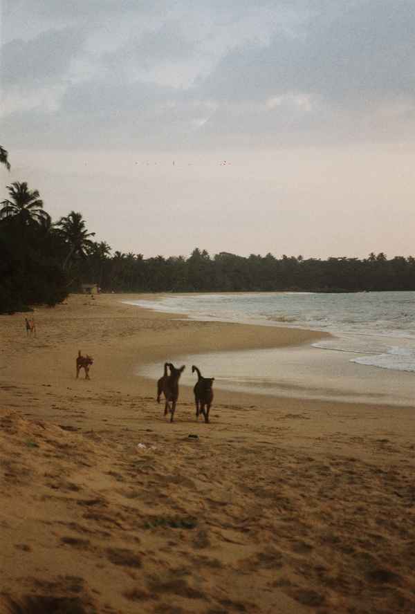 Stray dogs trot across a curved sandy beach lined with palm trees under a grey dusk sky in Sri Lanka