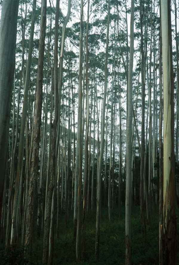 Tall, slender pale-barked trees rise from a dim forest floor into a misty sky in a hillside woodland of Sri Lanka